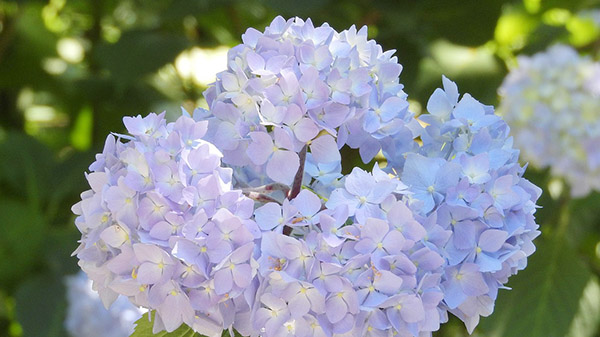 【 あじさいの色 】スピーチの色彩を決めるのは花びらか房全体か トップ画像
