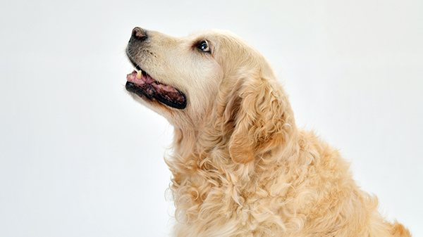 二重母音のリズムは犬の鳴き声を真似すれば誰でも英語らしくなる トップ画像