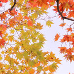 秋の風はスピーチの匂い？情熱を傾けるプレゼンターだけが感じる季節感覚