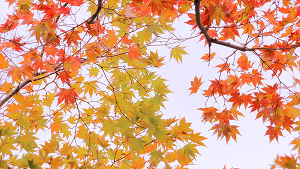 秋の風はスピーチの匂い？情熱を傾けるプレゼンターだけが感じる季節感覚 トップ画像